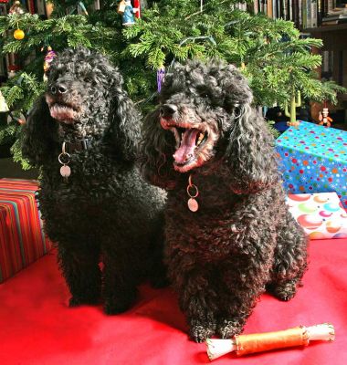 Bali and India At Christmas
Christmas 2005.
Ключевые слова: Bali India Christmas French poodles Lucies Farm dog kennel dog boarding