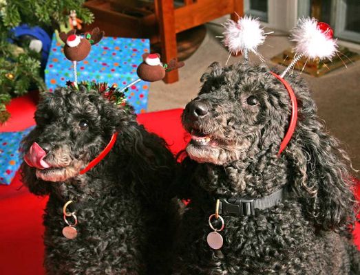 Bali and India With Their Holiday Attire
They were good as gold about wearing the silly Christmas "ears" that we bought.  2005.
Ключевые слова: Bali India Christmas ears presents dog French Poodle dog kennel dog boarding