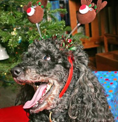 That's a Big Yawn!
Isn't Christmas exciting? 2005.
Ključne besede: Bali India yawn Christmas ears Lucies Farm dog kennel dog boarding French poodle