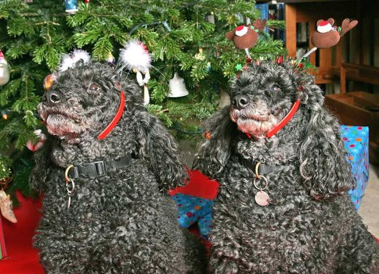 Bali and India at Christmas
A Merry Christmas from Bali and India. Christmas 2005.
Schlüsselwörter: Bali India Christmas tree Lucies Farm dog kennel French Poodle