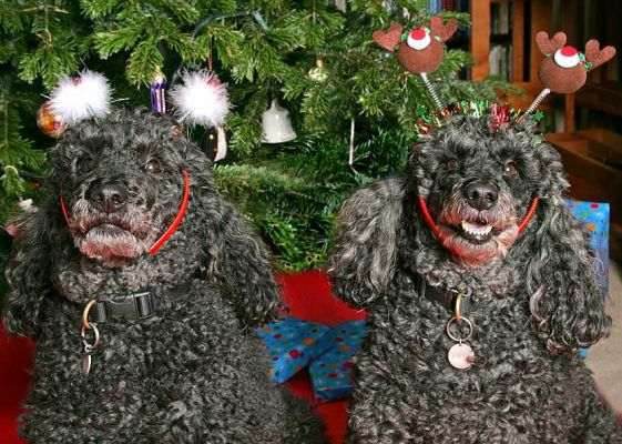 Bali and India at Christmas
Christmas 2005.
Palabras clave: Bali India French Poodle Christmas Lucies Farm dog kennel dog boarding dog resort