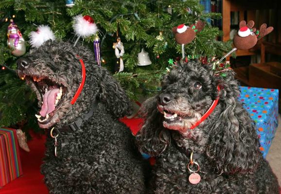 Bali and India at Christmas
Christmas 2005.
Anahtar kelimeler: Bali India French Poodle Christmas Lucies Farm dog kennel dog boarding dog resort