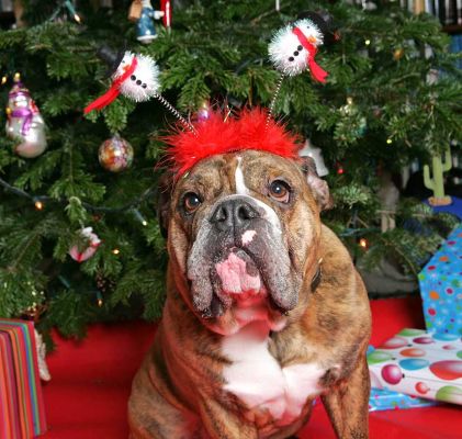 Frank at Christmas
Frank wore the silly Christmas "ears" with the great dignity of the British.  Christmas 2005.
Palabras Clave: Frank English Bull Dog bulldog Christmas dignity Lucies Farm dog kennel dog boarding