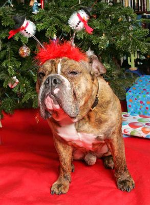 Frank at Christmas
Frank is an English Bulldog --- almost the "logo" of the United Kingdom.  Christmas 2005.
Palabras clave: Frank English Bull Dog bulldog Christmas dignity Lucies Farm dog kennel dog boarding