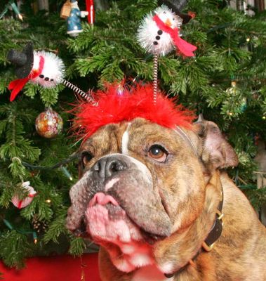 Frank at Christmas
Christmas 2005.
Keywords: Frank English Bull Dog bulldog Christmas dignity Lucies Farm dog kennel dog boarding