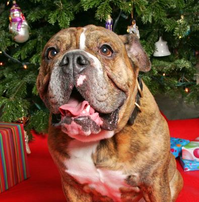 Frank at Christmas
Christmas 2005
Keywords: Frank English Bull Dog bulldog Christmas dignity Lucies Farm dog kennel dog boarding