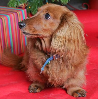Molly at Christmas
Christmas 2005
Słowa kluczowe: Molly Christmas tree Daschund dog Lucies Farm dog hotel dog kennel