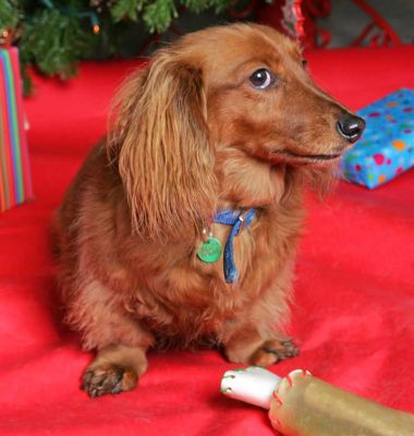 Molly at Christmas
Christmas 2005.
Ključne besede: Molly Christmas tree Daschund dog Lucies Farm dog hotel dog kennel