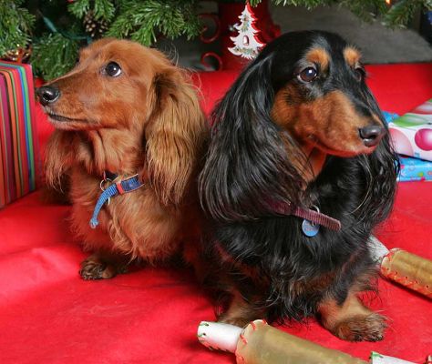 Molly and Whistler Looking in Different Directions
Beneath the Christmas tree at Lucies Farm. 2005
Klíčová slova: Molly Christmas tree Daschund dog Lucies Farm dog hotel dog kennel