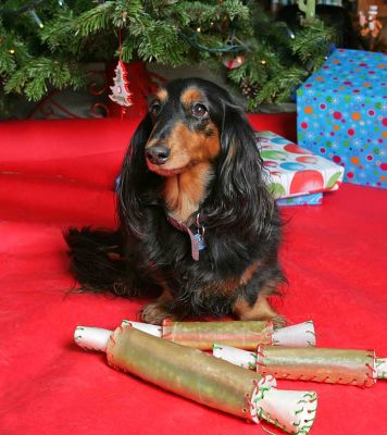 Whistler at Christmas
With three rawhide doggie "crackers" beneath the Lucies Farm Christmas tree.  2005
Keywords: Whistler Christmas tree Daschund dog Lucies Farm dog hotel dog kennel rawhide crackers