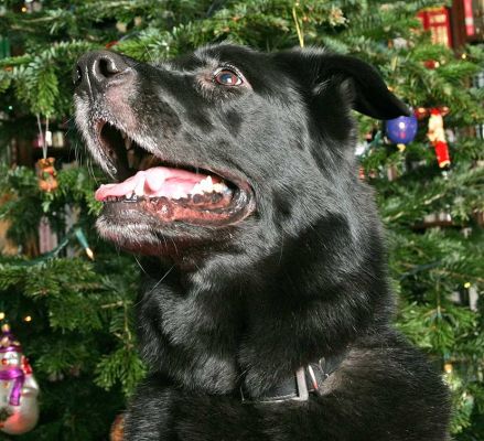 Onyx
Beneath the Christmas tree at Lucies Farm, 2005.
Keywords: Onyx Christmas tree Lucies Farm dog kennel dog boarding dog resort