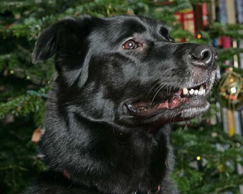 Onyx Beneath the Christmas Tree
Christmas 2005.
Palabras clave: Onyx Christmas tree Lucies Farm dog kennel dog boarding dog resort