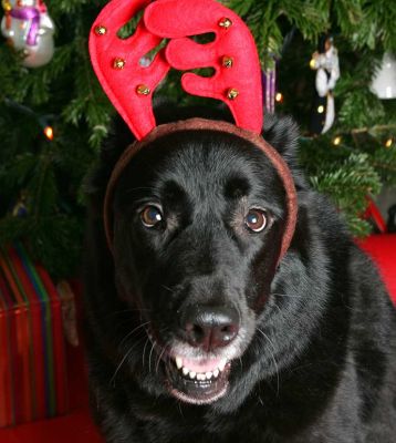 Onyx With His Reindeer Antlers
We asked Onyx to wear a pair of silly red antlers for a photograph.  They stayed on for about three seconds.  Merry Christmas! 2005
Słowa kluczowe: Onyx Christmas tree Lucies Farm dog kennel dog boarding dog resort red antlers