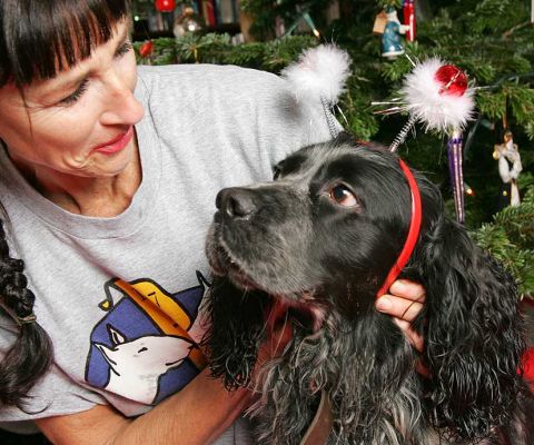 Marjorie and Bracken at Christmas
We tried to take Bracken's photograph beneath the Christmas tree, but he just wanted to cuddle us.  He was willing to wear the silly Christmas ears, but only if Marjorie held him.  Good thing it only takes 1/60th of a second to take a photograph, because that's how long the ears stayed on.  Christmas 2005.
Schlüsselwörter: Bracken Christmas Lucies Farm Marjorie dog