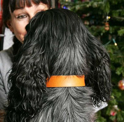 Bracken Looking at Marjorie
We tried to get photos of Bracken's face, but he was in a Greta Garbo mood.  Christmas 2005.
Palabras clave: Bracken collar Cocker spaniel dog hotel Marjorie dog kennel Christmas