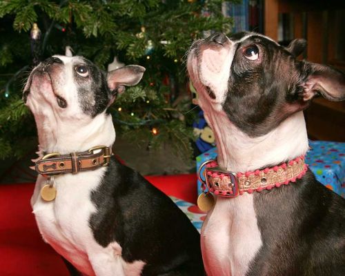 Mugsy and Cavi at Christmas
Beneath the Christmas tree at Lucies Farm.  (Looking towards the heavens --- actually, to the cookie that Marjorie is holding just out of camera view...)  Christmas 2005
Słowa kluczowe: Mugsy Calvi Boston terriers Lucies Farm Christmas dog kennel dog hotel Cavi
