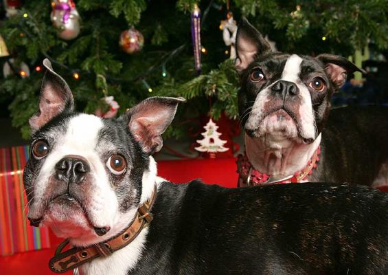 Mugsy and Cavi at Christmas
We tried to get them to wear some silly Christmas "ears" that we'd bought, but the ears were too large, and Mugsy and Cavi were having none of it anyway.  Christmas 2005.
Keywords: Mugsy Calvi Boston terriers Lucies Farm Christmas dog kennel dog hotel Cavi