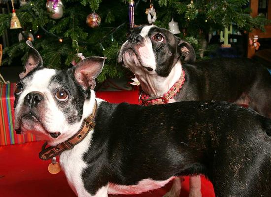 Mugsy and Cavi at Christmas
Merry Christmas! 2005
Ključne besede: Mugsy Calvi Boston terriers Lucies Farm Christmas dog kennel dog hotel Cavi