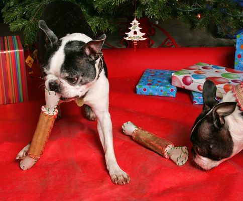 Mugsy and Cavi with the Rawhide Christmas Crackers
Keywords: Mugsy Calvi Boston terriers Lucies Farm Christmas dog kennel dog hotel Cavi