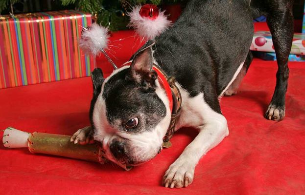 Distracted by the Rawhide Christmas Cracker
. . . a chance for us to briefly slip on the silly Christmas "ears."
Schlüsselwörter: Mugsy Calvi Boston terriers Lucies Farm Christmas dog kennel dog hotel Cavi