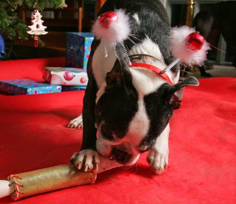Enjoying the Rawhide Christmas Cracker
Λέξεις-κλειδιά: Mugsy Calvi Boston terriers Lucies Farm Christmas dog kennel dog hotel Cavi
