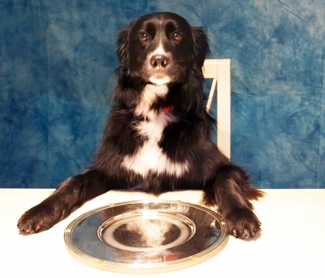 Barney Waiting For His Dinner
Keywords: Animal Animals Barney Cooking Cooking for Dogs Dog Dogs Impress Me Pet Pets
