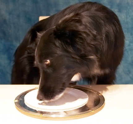 Barney Finishing His Dinner
Keywords: Animal Animals Barney Cooking Cooking for Dogs Dinner Dog Dogs Eating Impress Me Pet Pets