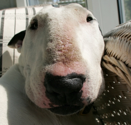 Hey, this ol' boy has earned his time in the sun
Keywords: Dog Dogs English Bull Terrier Kiko