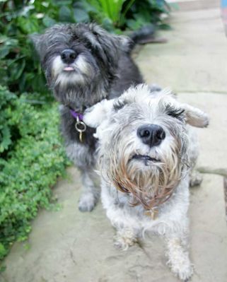 Foggy and Pretzelle
A bit of a rainy day outdoors, so we resorted to "portrait" photography in the Orchid House.
Palabras clave: Foggy Pretzelle Miniature Schnauzer Lucies Farm dog kennel dog boarding