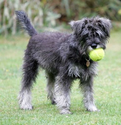 Foggy With A Tennis Ball
Playing catch in the garden.
Słowa kluczowe: Foggy Miniature Schnauzer Lucies Farm dog kennel dog boarding