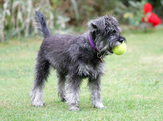 Foggy With A Tennis Ball
Keywords: Foggy Miniature Schnauzer Lucies Farm dog kennel dog boarding