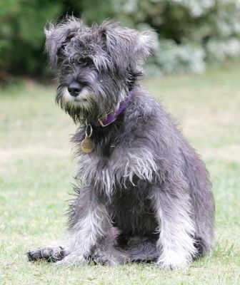 Foggy
Looking a bit pooped out!
Keywords: Foggy Miniature Schnauzer Lucies Farm dog kennel dog boarding