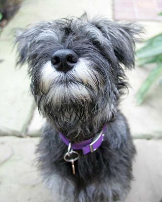 Foggy
Ključne besede: Foggy Miniature Schnauzer Lucies Farm dog kennel dog boarding