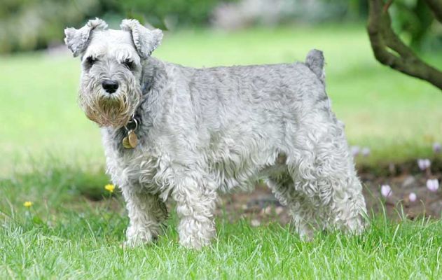 Pretzelle
Ključne besede: Pretzelle Miniature Schnauzer Lucies Farm dog kennel dog boarding