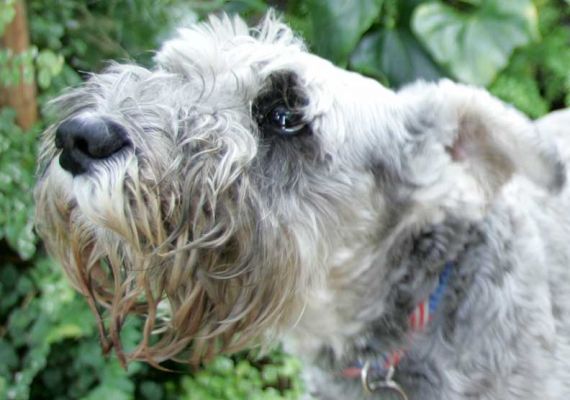 Pretzelle
Ključne besede: Pretzelle Miniature Schnauzer Lucies Farm dog kennel dog boarding