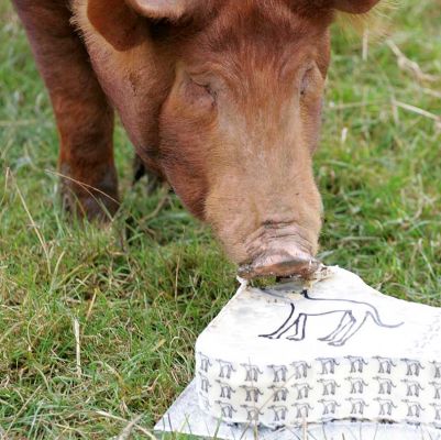 Tamworth Pig Having a Bit of Cake
Keywords: Tamworth pig Retired Greyhound Trust dog birthday cake Lucies Farm