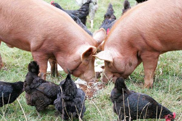 Tamworth Pigs Enjoying the Birthday Cake
With their ever-present "groupies," the Black Rock chickens.
Keywords: Tamworth pig Retired Greyhound Trust dog birthday cake Lucies Farm Black Rock chickens