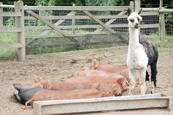 The Alpaca Standing Guard over The Pigs
A cool early September day.  The alpaca is standing guard over the sleeping pigs.  This alpaca is in love with Westbrook, the Berkshire boar, and the alpaca rarely goes anywhere without Westbrook.  The red pigs are Tamworth boars.
Schlüsselwörter: Tamworth pigs Berkshire pig Westbrook alpaca Lucies Farm