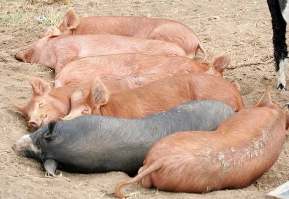 Let Sleeping Pigs Lie
The Tamworth boars having a nice nap, with Westbrook (the black Berkshire pig, or kurobuta) the odd man out.
Palabras clave: Tamworth pig Berkshire pig Westbrook kurobuta Lucies Farm sleeping pigs