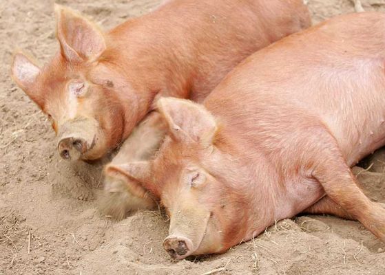 Happy Tamworth Pigs
These healthy, happy Tamworth pigs seem -- at least to me -- to be smiling. They're having a nice, cool rest in the dry dirt.
Ключові слова: Tamworth pigs smiling pigs dry dirt sleeping pigs