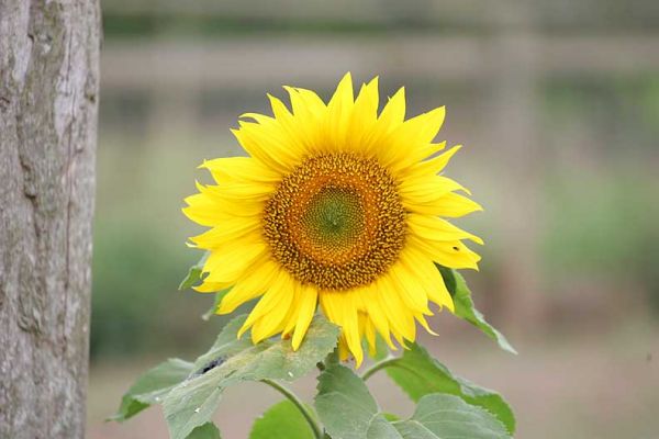Sunflower
This sunflower -- and only this one -- is growing along the fence in the wild boar field.  The pigs haven't even touched it.
Keywords: sunflower wild boar field yellow bright sunshine smiling
