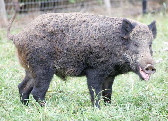 Wild Boar
This is the young wild boar, almost laughing at me.  I'd rather him laugh than chase me . . .
Λέξεις-κλειδιά: wild boar laughing pig Lucies Farm