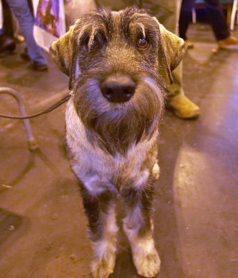 Crufts-06-0019a.jpg