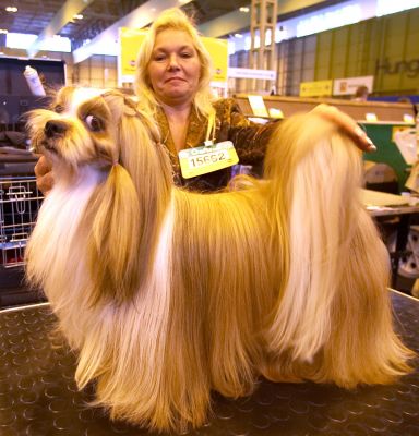 Crufts-06-0032a.jpg