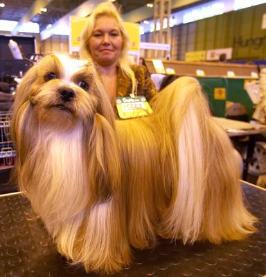 Crufts-06-0033a.jpg