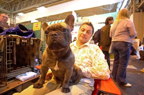 French Bulldog
Keywords: French Bulldog French Bull Dog Crufts