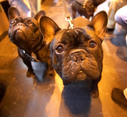 A Couple of French Bulldogs
Looking for treats . . . 
Ključne besede: French Bulldogs French Bull Dog Crufts