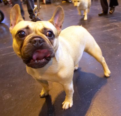French Bulldog
Keywords: French Bulldog French Bull Dog Crufts tongue