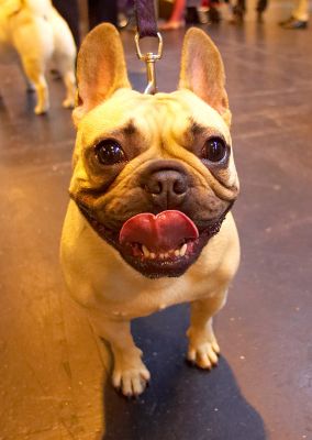 French Bulldog -- Looks More Like a Wind-up Toy
Ključne besede: French Bulldog French Bull Dog wind-up toy Crufts