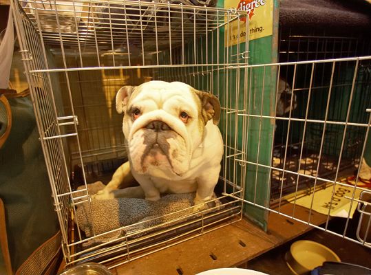 British Bulldog
I frequently point out to my English wife that the symbol of the United States is the bald Eagle -- free, majestic, soaring.  And the symbol of Great Britain?  Why the Bulldog, of course . . .
Keywords: British Bulldog British Bull Dog crufts cage wrinkled nose snout